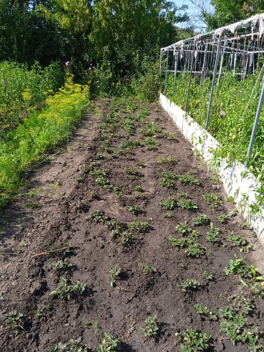 Продам дачу в обществе СПП, 9 соток