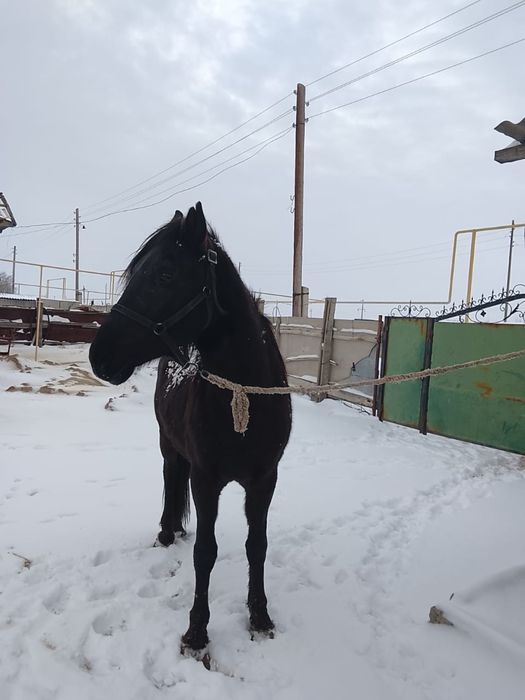 Продаётся хорошо откормленный жеребец!!!