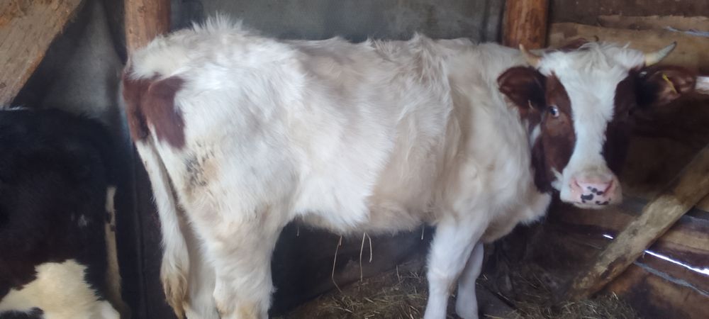 Продам нетель 2года