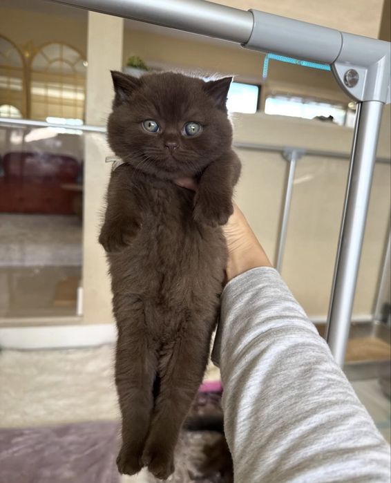 Котята Британские Короткошерстные