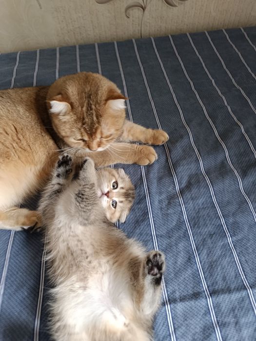 Продам котят скотиш фолд