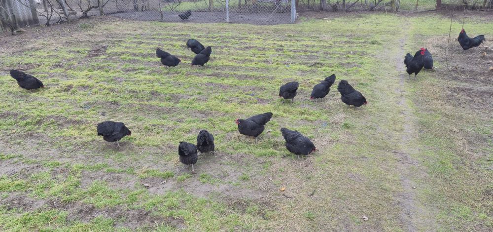 Oua proaspete/incubat-gaini australop