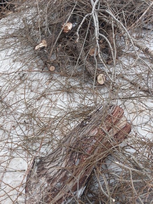 Продам дрова не дорого