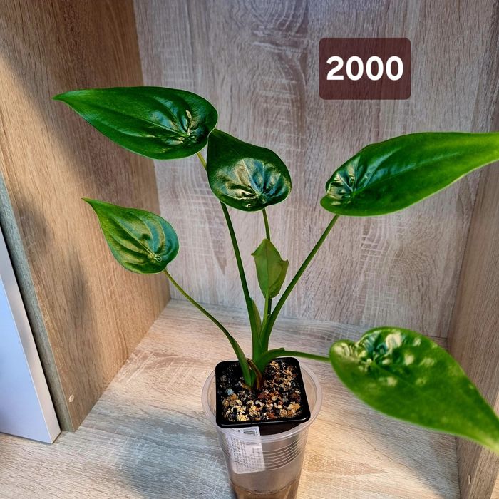 Алоказия Кукулата