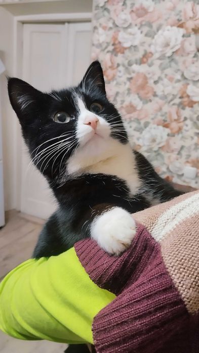 Миниатюрная биколорная кошечка пристраивается в добрые руки.