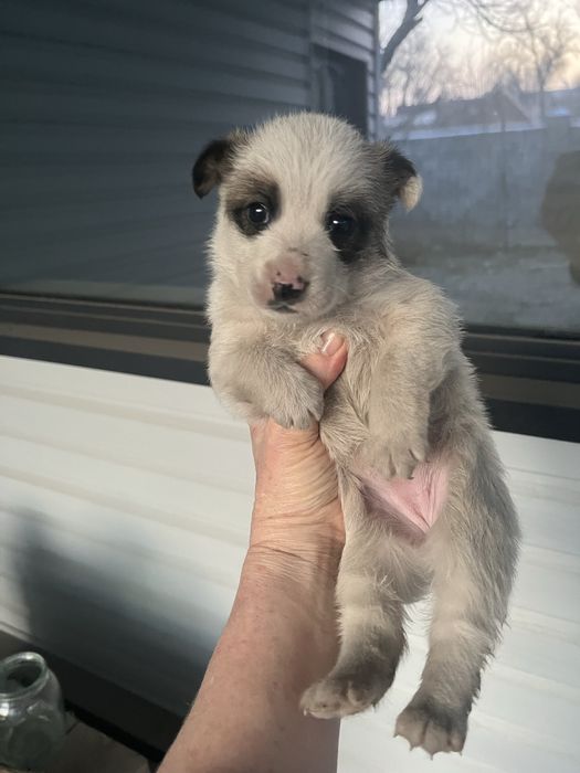 Отдам в хорошие добрые руки щенка