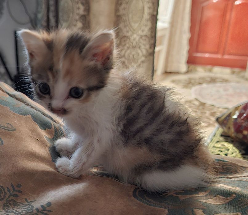 Отдам котят в хорошие добрые руки