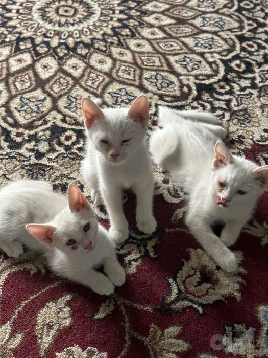 Отдам бесплатно котята