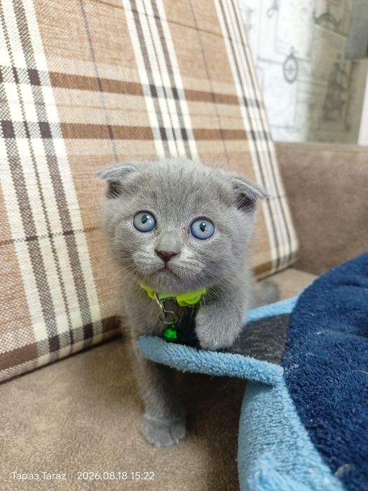 Продаются котята