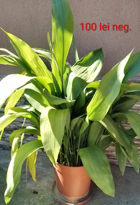 Aspidistra elatior de vanzare