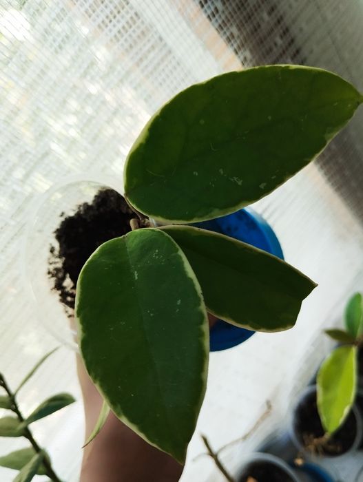 Хойя карноза ( 500-700тг)