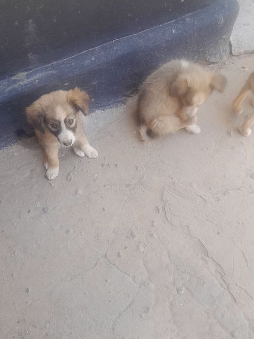 Красивые кутята , очень симпатичные