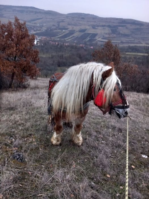 Disponibil armăsar pentru monta