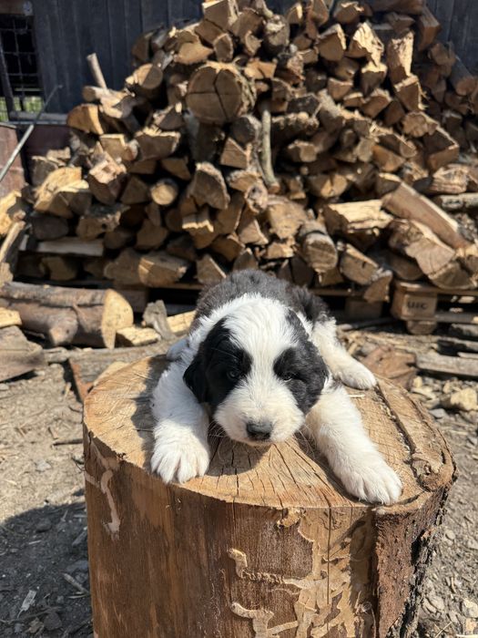 Vand o catelusa , ciobanesc de Bucovina