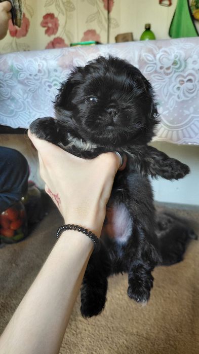продам щенят пикинесы