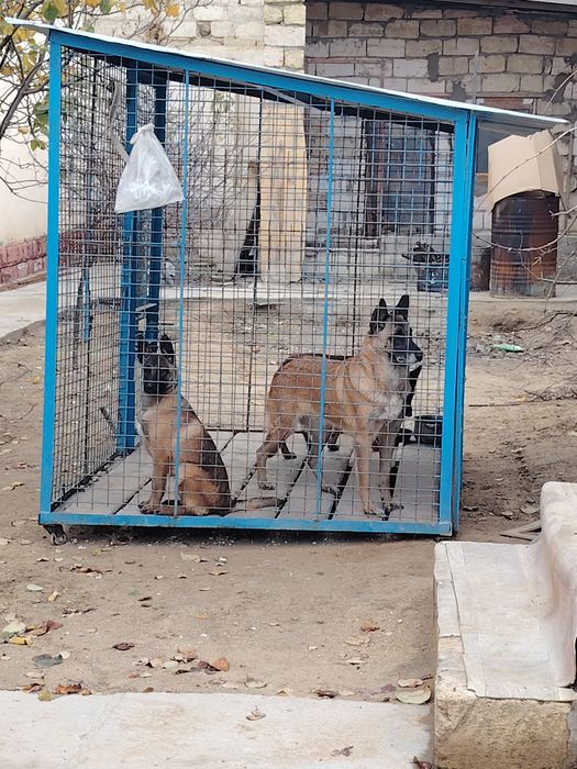 Бельгийский овчарка