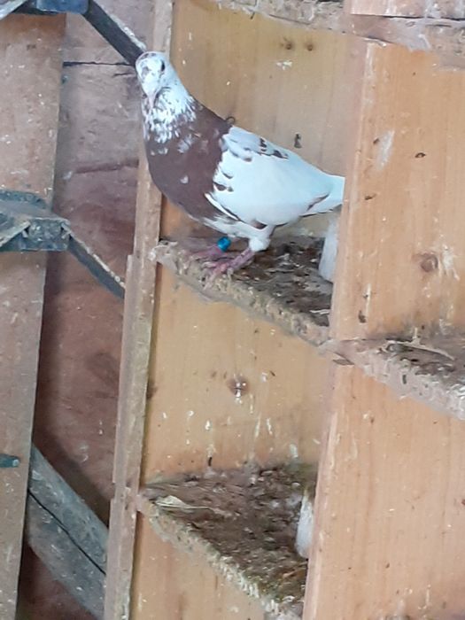 Vand porumbei meulemans