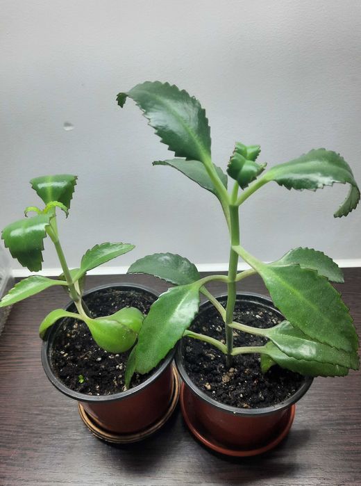 Калахоэ Дегремона (лечебное)