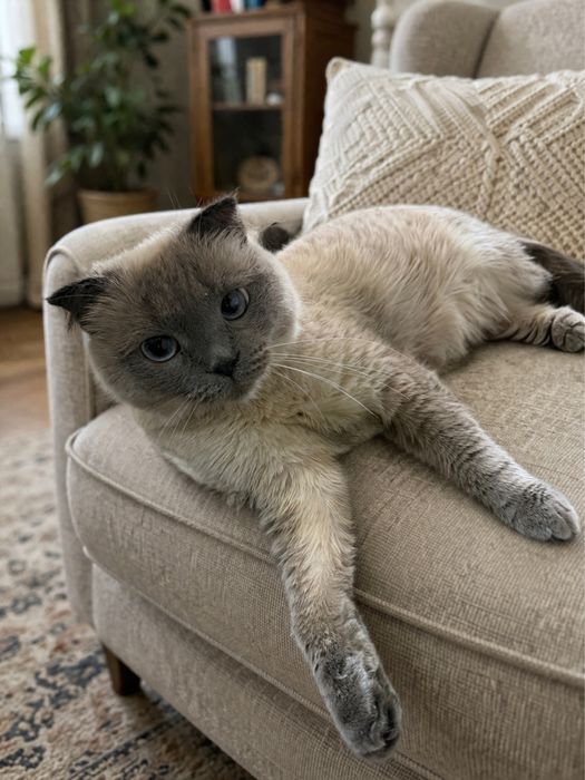 Ищу семью для кошки ИСЯ