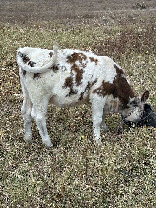 De vânzare două vițele