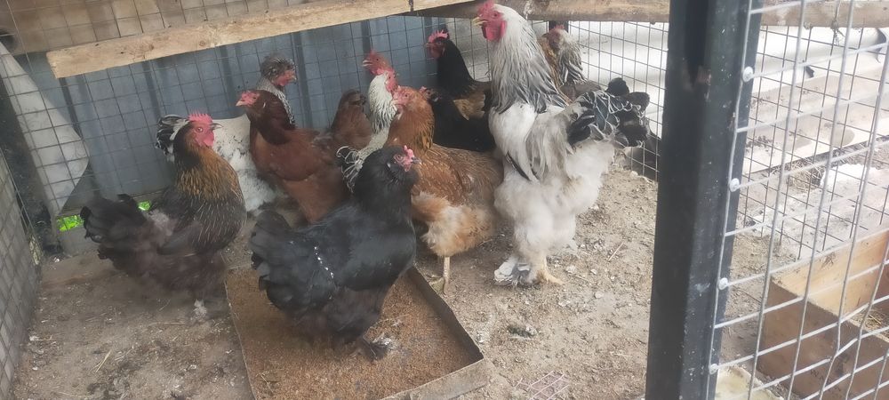 Продам курей годовалые несутся