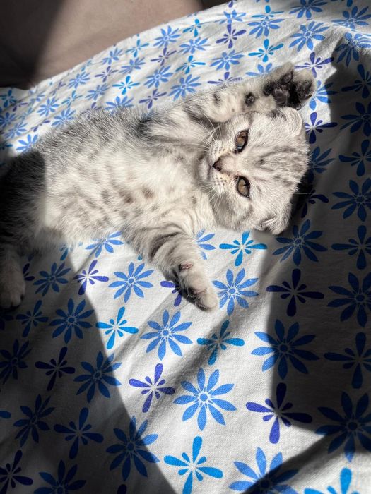 Продается шотландская вислоухая кошечка