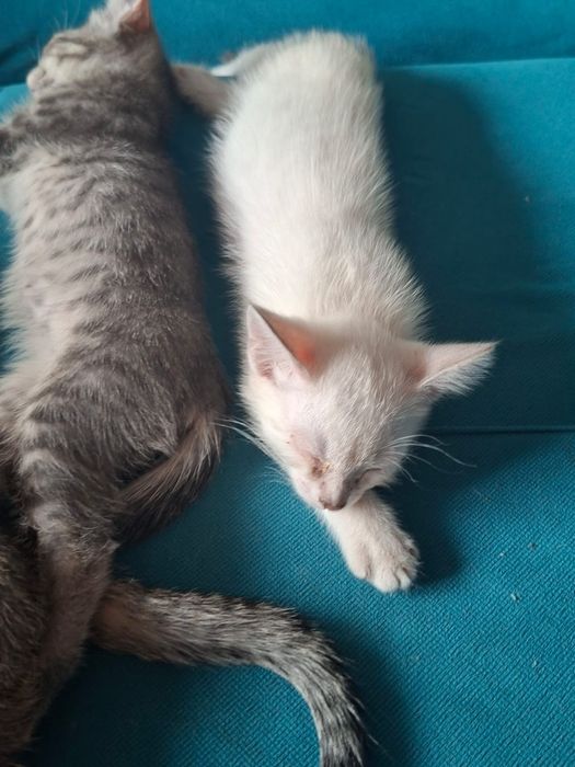 Отдам котят в добрые руки