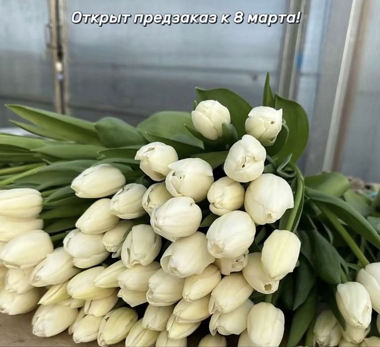 Тюльпаны оптом и в розницу