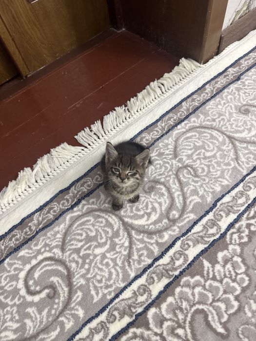 Mushuk bolalari tigr