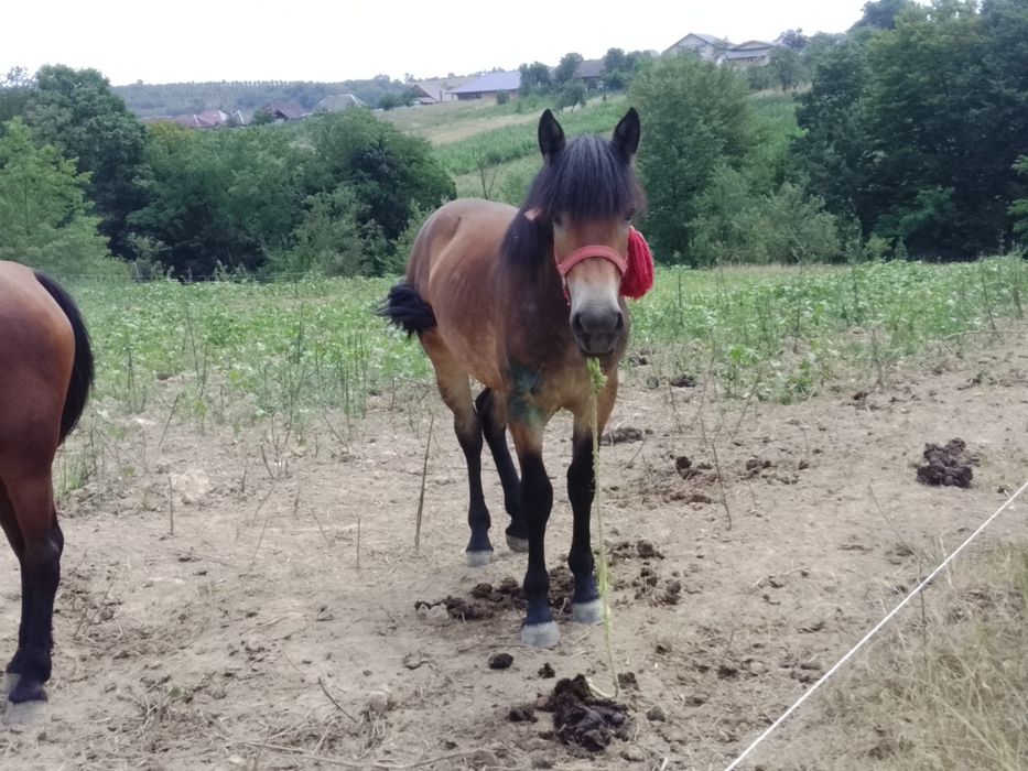 Vând mânză de 1 jumate