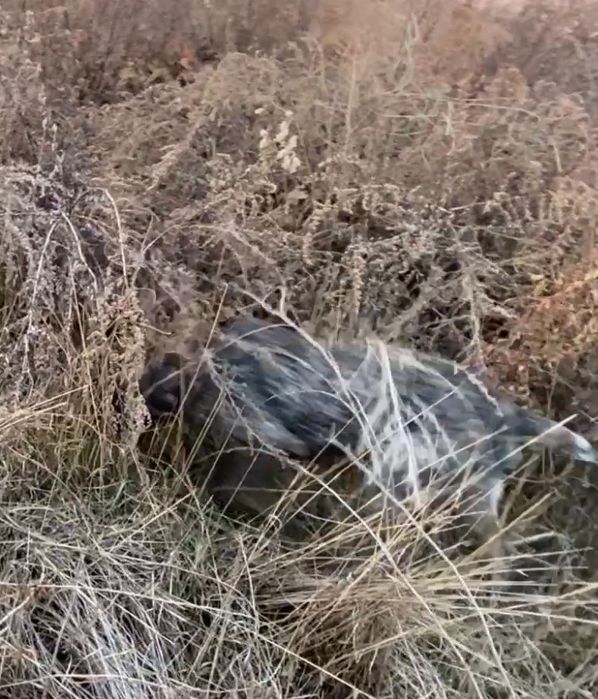 Продам кабеля дратхаара