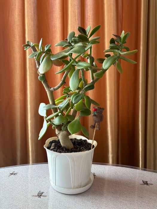 Продам денежное деревце