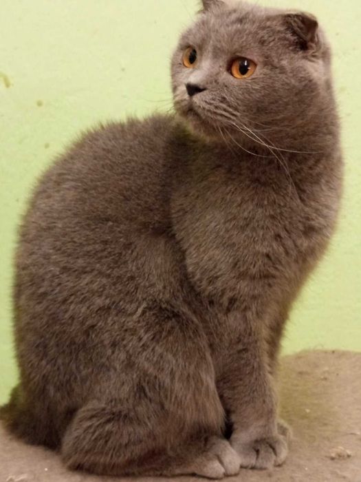 Шотландски момичета