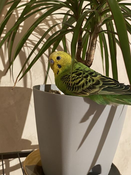 Продам двух попугаев с клеткой и всем не обходммым