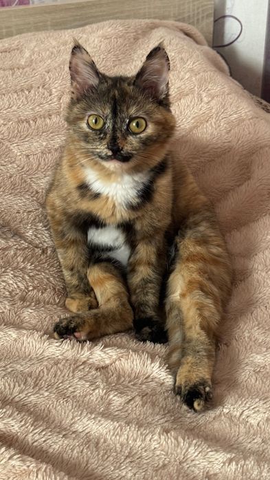 Пропала кошка! Кличка:Маша
