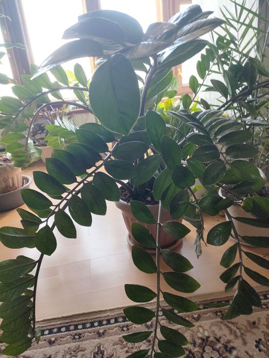 Продам замиокулькас