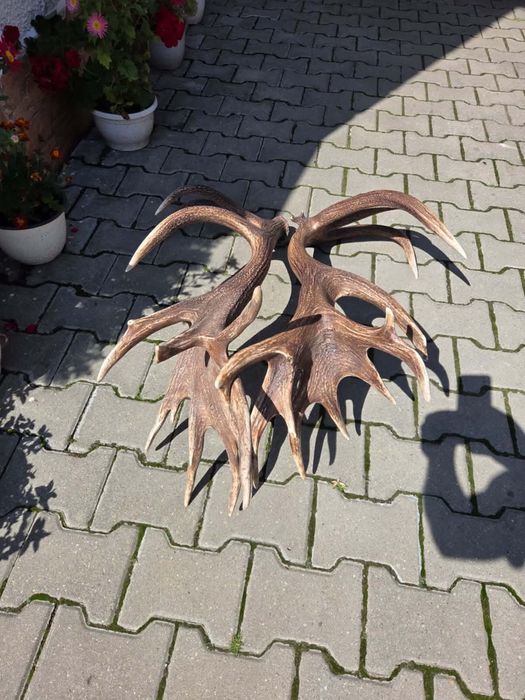 De vanzare pereche mare de coarne de cerb