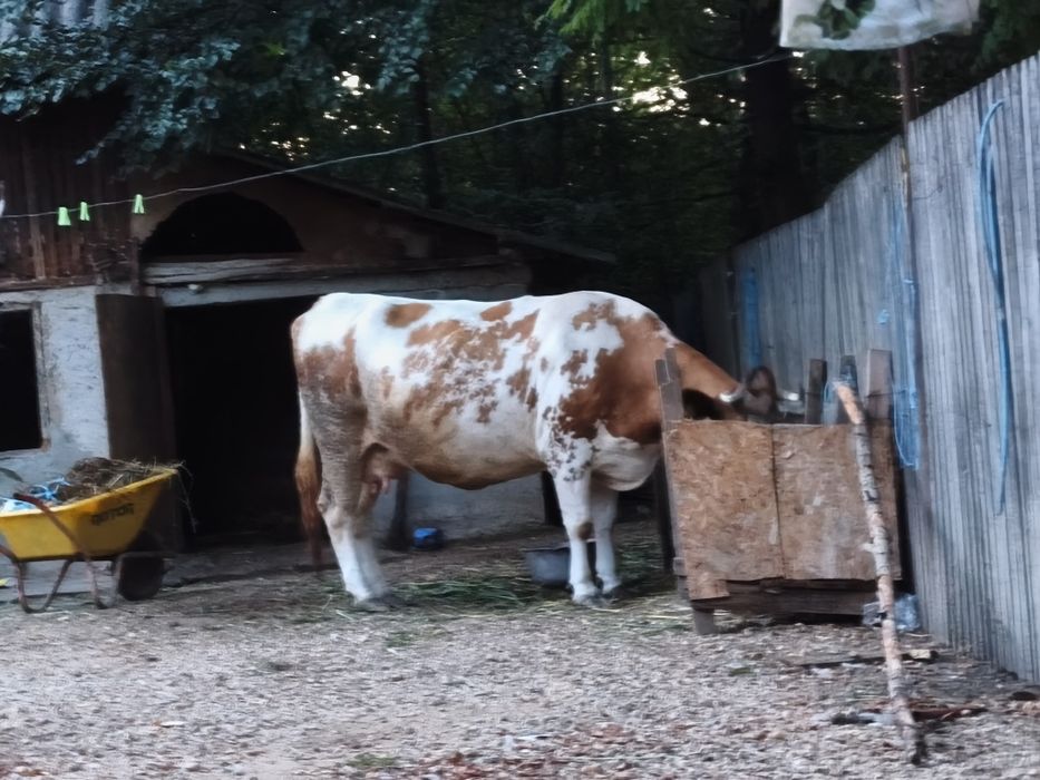 Vând vacă bălțată românească.