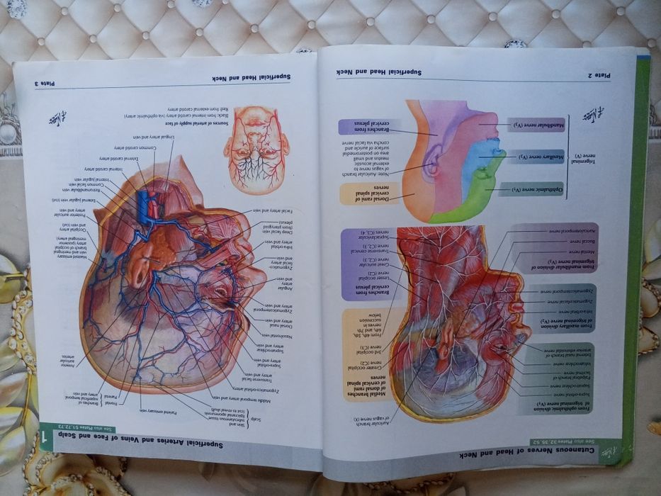 ОРИГИНАЛ! Atlas of human Anatomy Netter