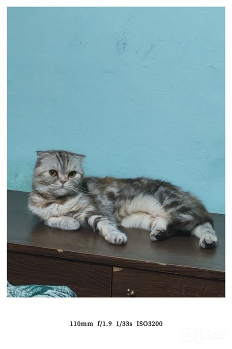 Ищем кота на вязку