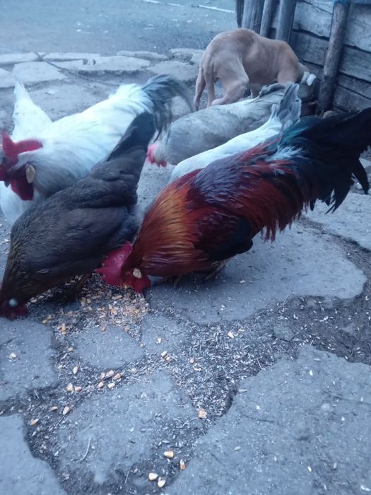 Gain si cocos italiene sau oua pentru incubat