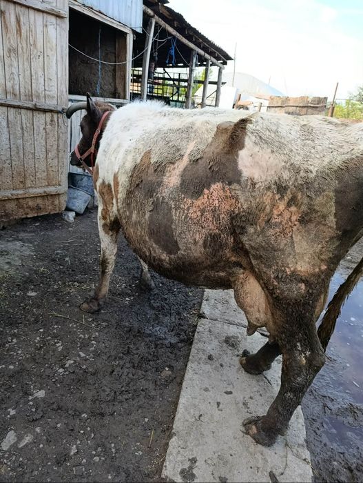 Vaca de vânzare .