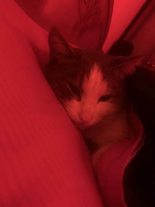 Котик нашёлся!! Кот, котёнок. Если не заберут то его усыпят..