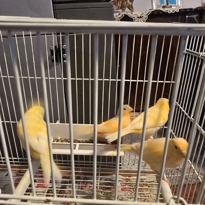 Vând canari de cantec