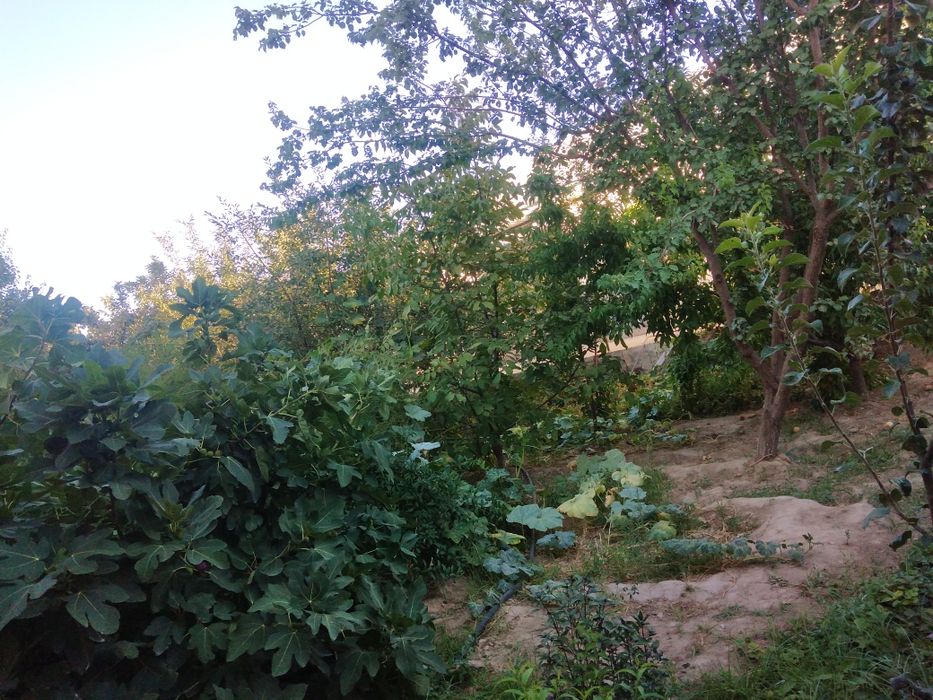 Hovli sotiladi Kumushkon