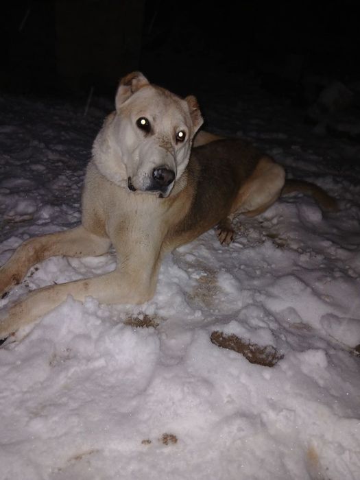 Alabay sotiladi 13 oyli