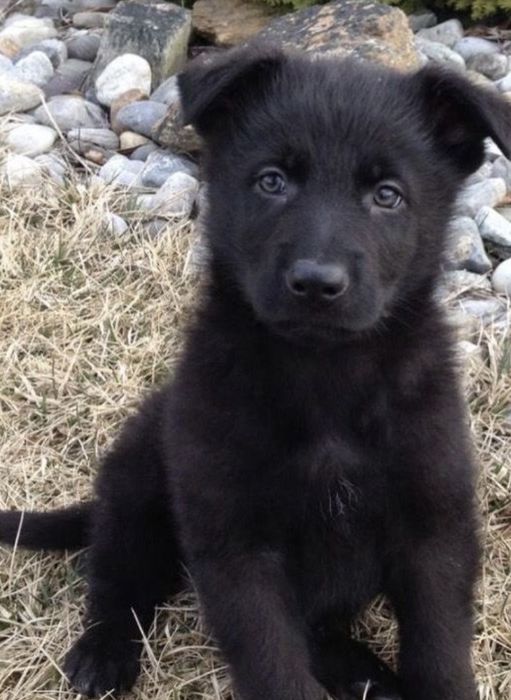 Ciobanesc belgian fata