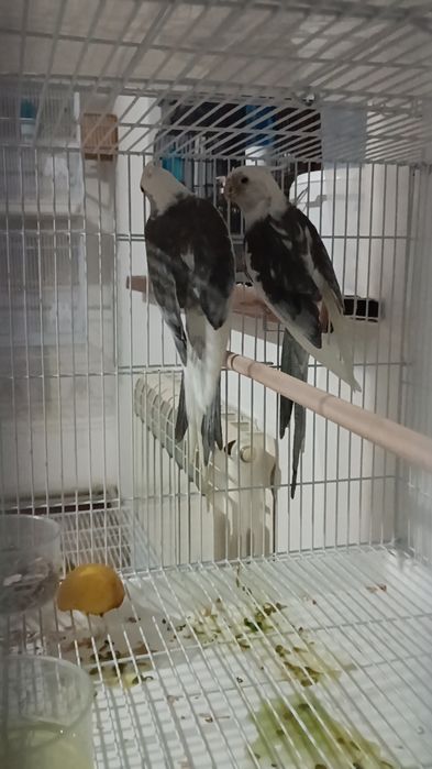 Попугаи Кореллы безщекие