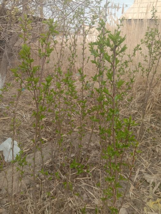 Саженцы вишни шпанка