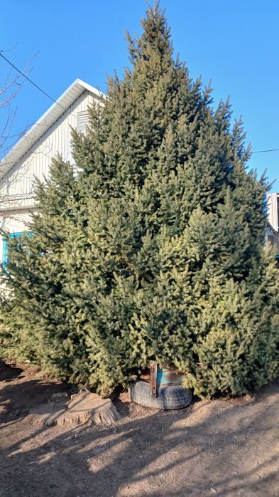 Продам живую ель